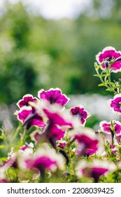 Purple Petunia Petal Growth In Flower Bed. Ornamental Nature Background, Gardening And Horticulture Botanical Landscape. Blossoming Vibrant Twig Close-up. Focus On Foreground. Pink Bud Botanical Lush