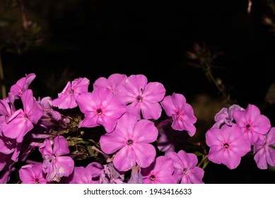 Purple Phlox In The Garden At Night. 