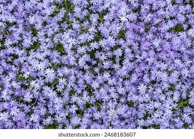 Purple phlox subulate flowers of family polemoniaceae in garden. Blooming creeping moss for landscape design. Bright perennial herbaceous plant covering ground. Growing violet colors of nature carpet. - Powered by Shutterstock