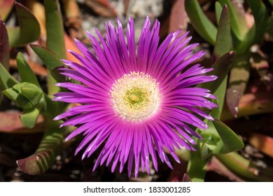 Purple Pig Face Plant With Flower