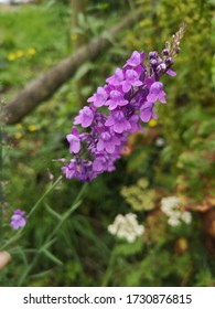 Purple Pink Bog Orchid, Close Up Of Flowers