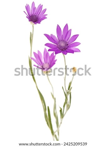Purple pink flower bouquet of annual everlasting or immortelle, 
Xeranthemum annuum Stock photo © 