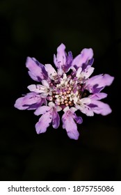 Purple And Pink Flower With A Hidden Spider Inside