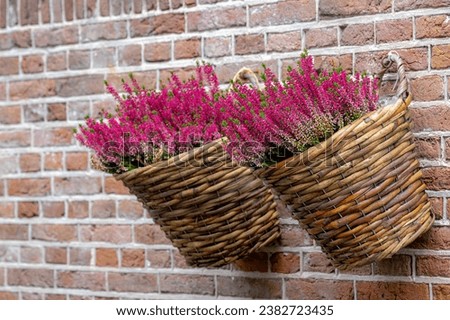 Purple pink flowers in basket rattan pot on brick wall, Calluna vulgaris (ling, or simply heather) is the sole species in the genus Calluna in the flowering plant family Ericaceae, Natural background.