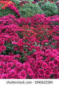 Purple Pink Flowers Mums In Garden