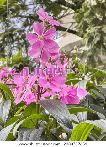 Purple and pink flowers of Tibouchina granulosa or Pleroma granulosum, also known as purple glory tree or princess flower and is native to Brazil.