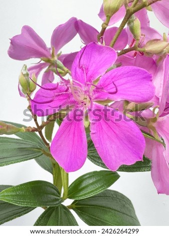 Purple and pink flowers of Tibouchina granulosa or Pleroma granulosum, also known as purple glory tree or princess flower and is native to Brazil.