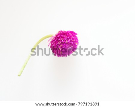 Similar – Image, Stock Photo Allium isolated on white background