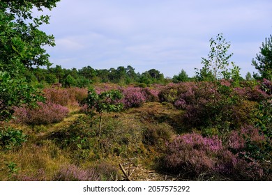 Purple Pink Heather see through with trees on the side. Heathland and forest area called Den Treek Henschoten,part of the Utrechtse Heuvelrug,Utrecht Hill Ridge.National park ,Netherlands, Amersfoort