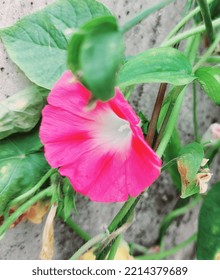 Purple And Pink Ipomoea Purpurea Flower