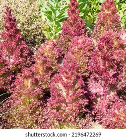 Purple ( Pink) Lactuca Sativa Plants.