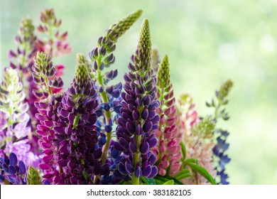 Purple And Pink Lupin Bunch