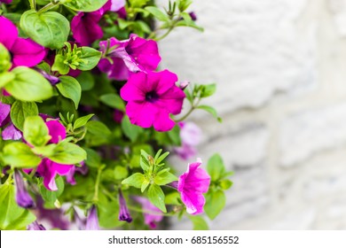 Purple Pink Magenta Calibrachoa Or Petunia Flowers Hanging In Basket Macro Closeup