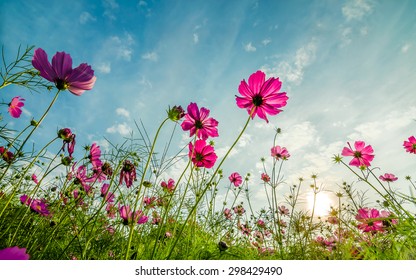 Purple, Pink, Red, Cosmos Flowers In The Garden With  Blue Sky And Clouds Background In Vintage Style Soft Focus.