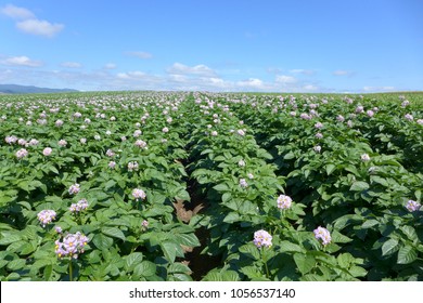 Purple Pink Tapioca Potato Flower Field Blue Sky In Biei Hokkaido Japan.