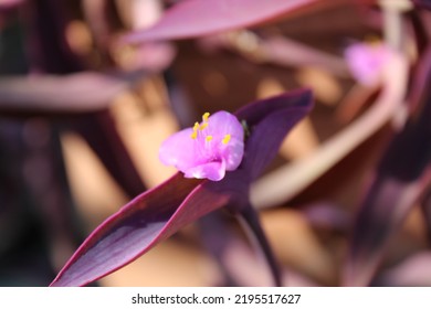 purple pink tradescantia pallida closeup - Shutterstock ID 2195517627