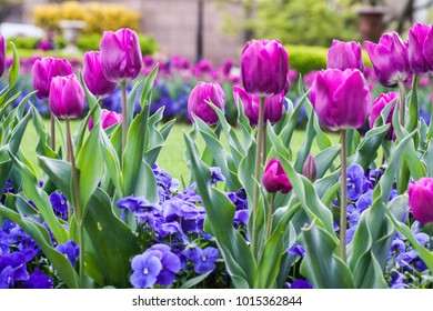 Purple And Pink Tulips In The Garden In Front Of The Smithsonian Castle 