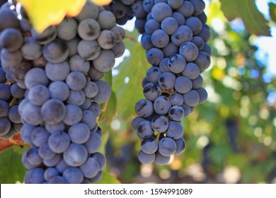 Purple Pinot Gris Grapes In The Vineyard