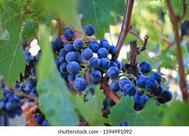 Purple Pinot Gris Grapes In The Vineyard