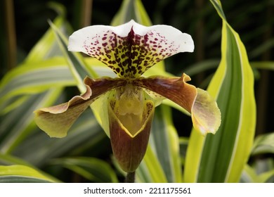 Purple Pitcher Plant In A Garden