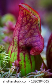 Purple Pitcher Plant Macro Close Up