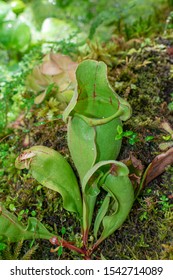  Purple Pitcher Plant, (Sarracenia Purpurea)