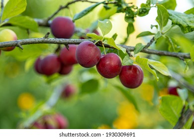 Purple Plum On A Tree Branch In A Garden. Authentic Farm Series. Soft Focus