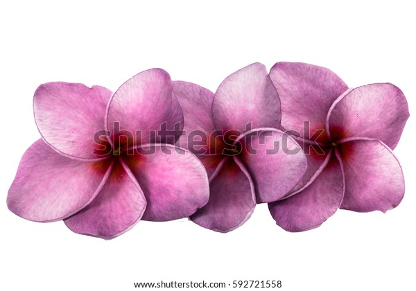 Purple Plumeria Frangipani Flowers Isolated On Stock Photo (Edit Now ...