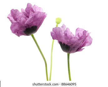 Purple Poppy Flower On A White Background