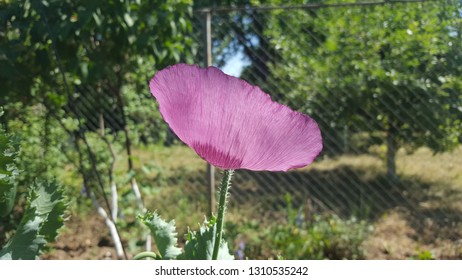 Purple poppy in the garden