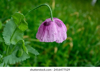 Purple poppy hanging its head with raindrops on a background of blurred green grass. Gardening. Close-up. - Powered by Shutterstock