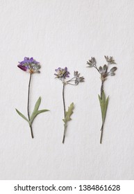 Purple Pressed Dried Flowers With Copy Space