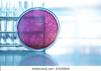 Purple Pretri Dish In Microbiology Science Laboratory And Test Tube Background 