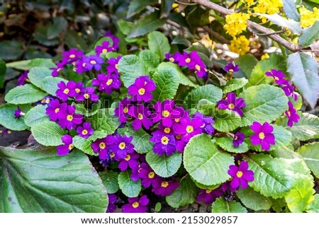 Purple primrose blooms , Purple primrose garden flowers , Glade with lilac wildflowers in summer