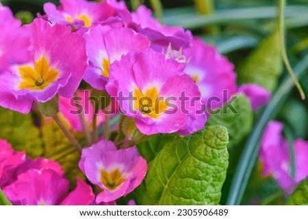 Purple primrose close-up. Many flowers. Grows in a natural environment in the garden