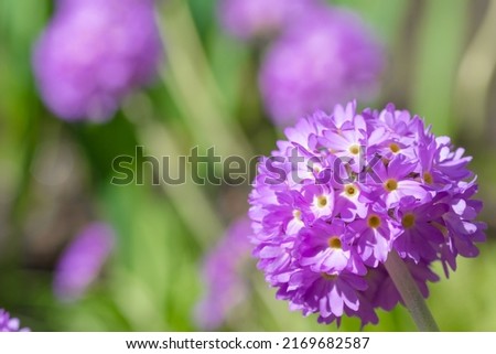 Purple primula denticulata or drumstick primula in the garden close-up.