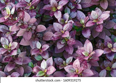 Purple Prince Joyweed (Alternanthera Brasiliana 'Purple Prince'). Called Brazilian Joyweed Also.