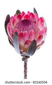 Purple Protea, Isolated On White