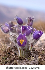 Purple Pulsatilla Grandis