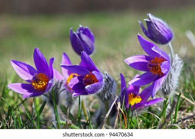 Purple Pulsatilla Grandis