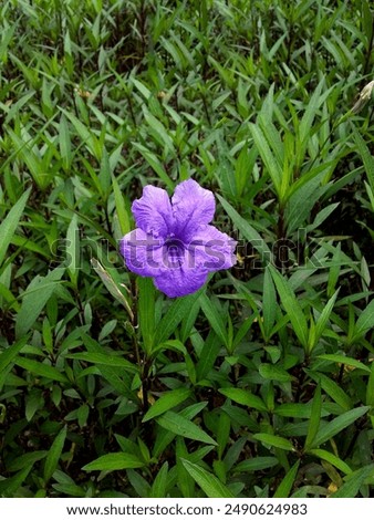 Purple punga to beautify the front yard of our house