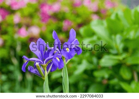Purple Rabbitear iris (Kakitsubata) flowers are full blooming quietly