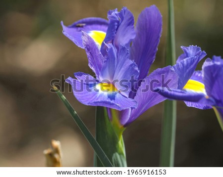 Purple Rabbitear iris (Kakitsubata) is fully blooming shining in the light