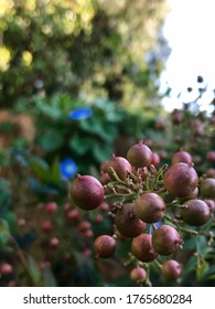 Purple Red Berries In California