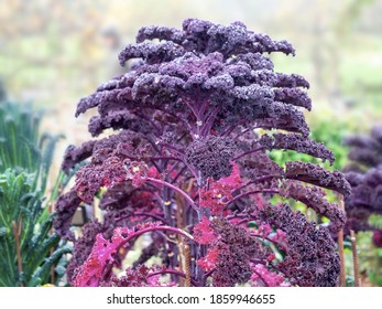 Purple Red Curly Kale Plant In Allotment, After Rain. Fresh Veg.