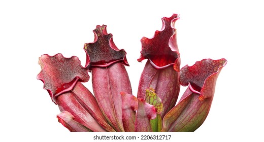 Purple Red Pitcher Plants, Sarracenia purpurea Isolated on White Background with Clipping Path