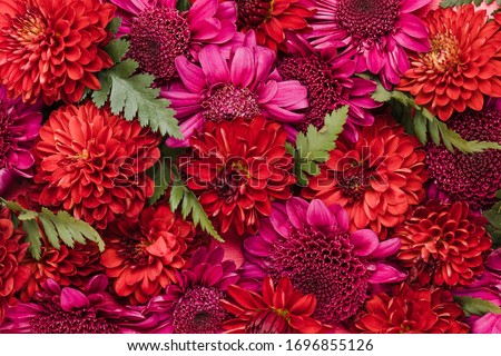 Purple and red pompon flowers background 
