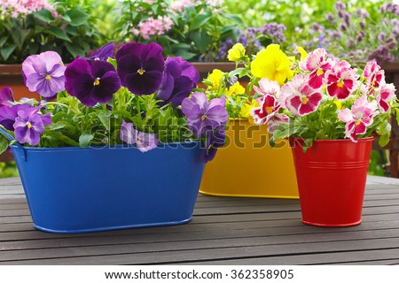 Purple, red and yellow pansy flowers in 3 corresponding pots on a balcony table, copyspace, background
