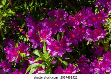 Purple Rhododendron Azalea on blurred background of green leaves. Selective focus. Colorful inflorescences of rhododendron close-up. Arboretum "Southern cultures". Sirius (Adler). Nature concept