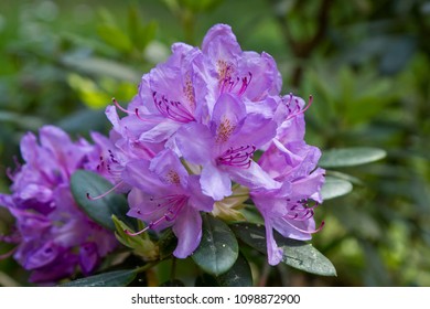 Purple Rhododendron Flower